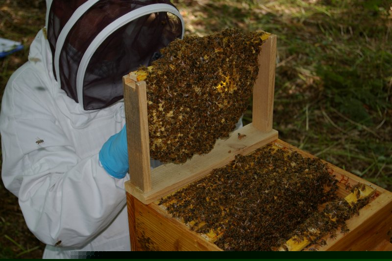 haverson_inspecting_comb+bees_in_holder.jpg (93473 bytes)