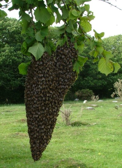 swarms_dh_yglyn_2011.jpg (66566 bytes)